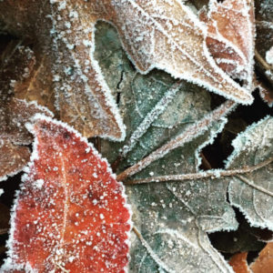 leaves with frost